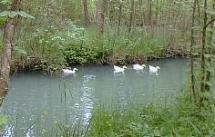 pisciculture3.JPG (10973 octets)