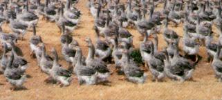 oies.JPG (13939 octets)